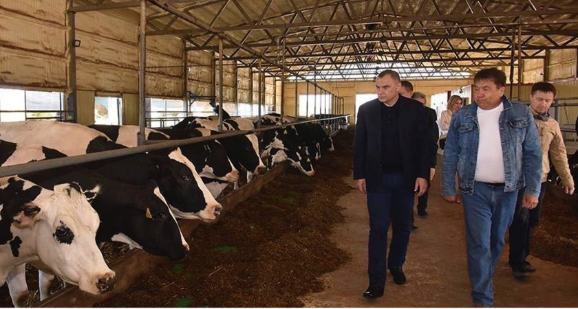 В Медведевском районе откроется роботизированная молочная ферма