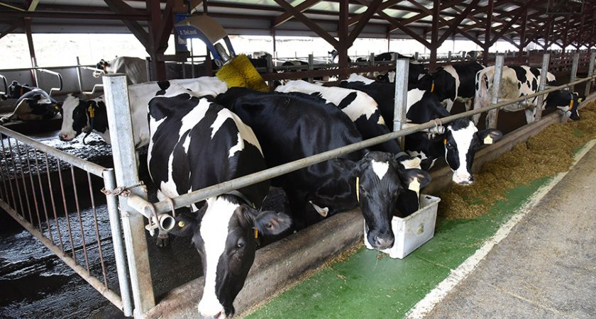 В Марий Эл появляются молочные фермы с роботом-надсмотрщиком   