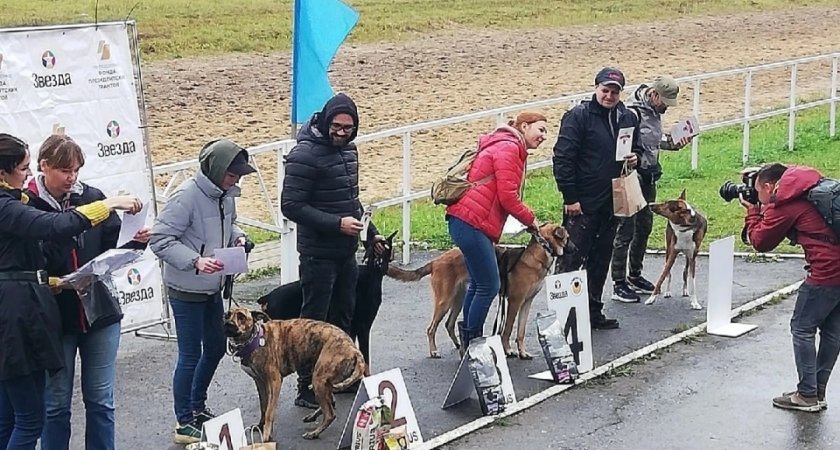 Среди 50 собак в Марий Эл выбрали самых быстрых и послушных: не помешал даже дождь