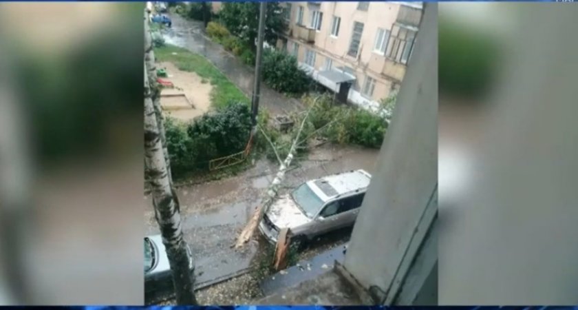 В Йошкар-Оле ветер сломал березу, и она разбила автомобиль