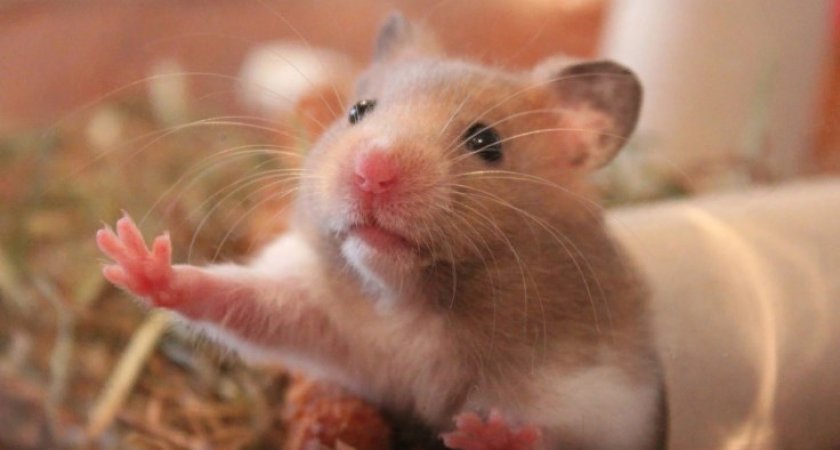 В Марий Эл обеспокоены ростом заболеваемости "мышиной болезнью"