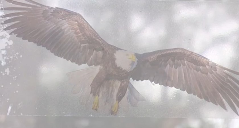 Неравнодушные жители Йошкар-Олы решили сами бороться с гибелью птиц на магистрали