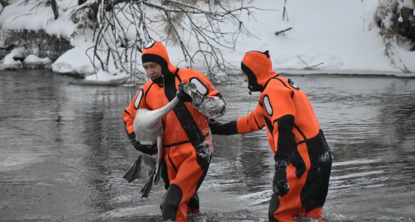 Спасатели Марий Эл вызволили лебедя, застрявшего в полынье