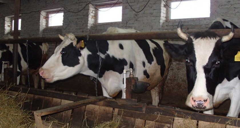 В Марий Эл коровы стали давать больше молока