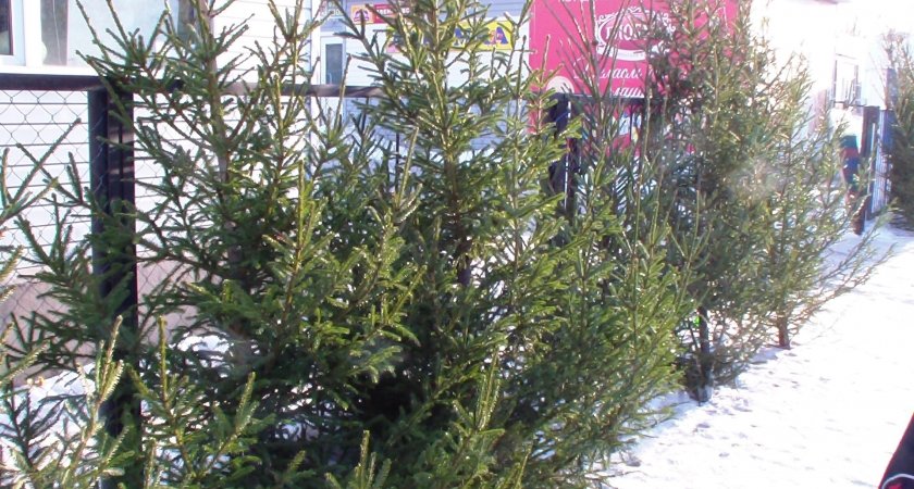 Три способа, куда деть новогоднюю елку после праздников