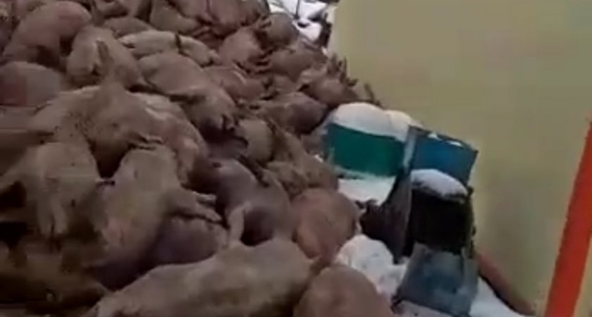 На марийской свиноферме задохнулось 1500 свиней