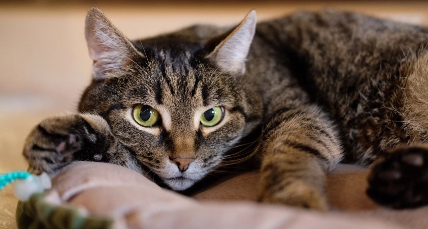 В Йошкар-Оле откроется котокафе