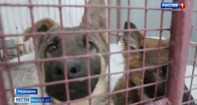 Пермские щенки будут нести службу на благо жителей Марий Эл