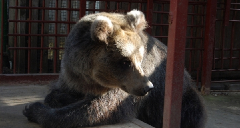 Медведица в зоопарке Медведево почувствовала весну и вышла из спячки