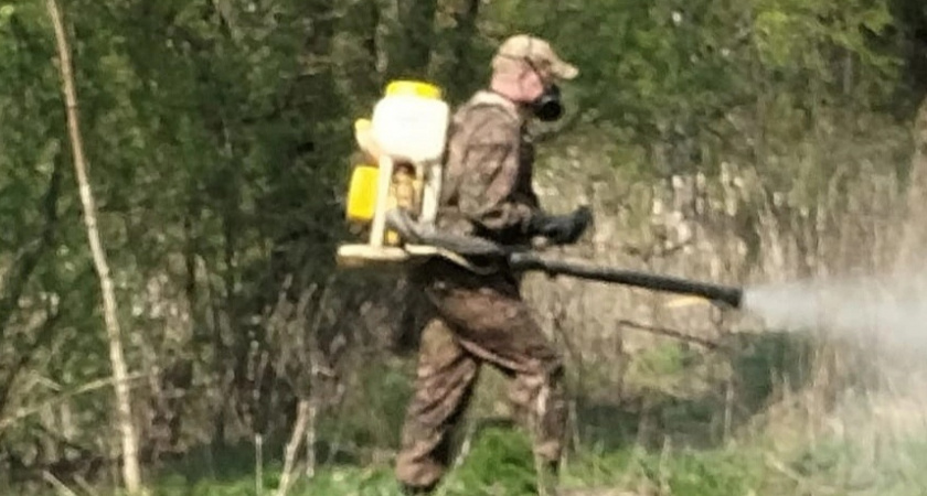 В Советском районе идет активная борьба с борщевиком 