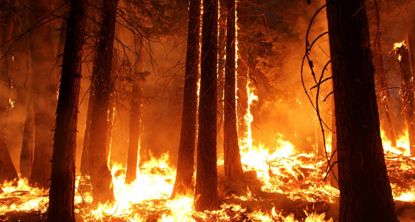 За лесами Марий Эл станут следить пристальнее, чтобы избежать участи других регионов