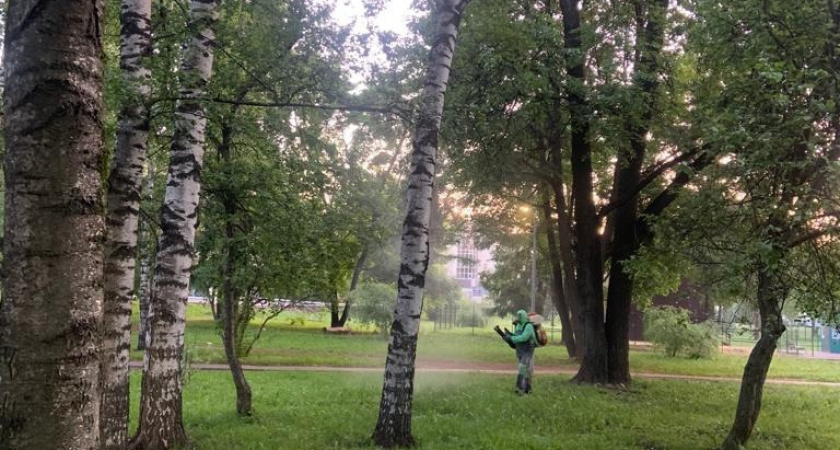 Йошкаролинцы, гуляя по Центральному парку, могут не бояться клещей и комаров