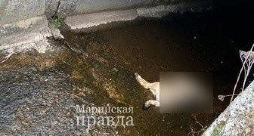 Прокуратура выяснит, откуда в шахте пруда марийской деревни появился труп убитой собаки