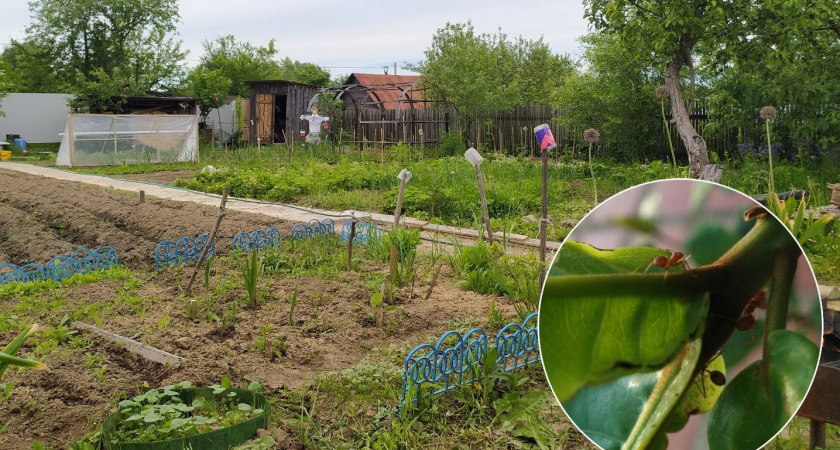Это копеечное средство заставит забыть о тле и муравьях на участке: дачникам на заметку