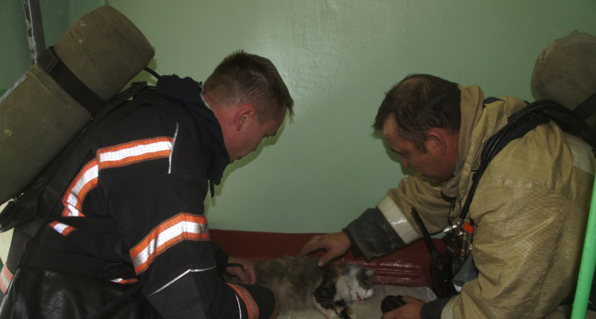 Трехэтажный дом загорелся в Йошкар-Оле: из квартиры вынесли кошку без сознания
