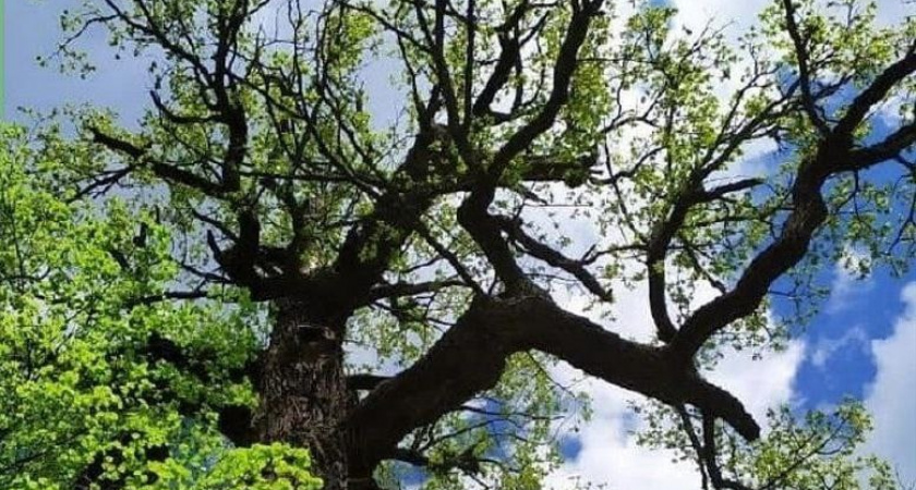 “Дуб Пугачева” из Марий Эл борется за звание главного дерева страны