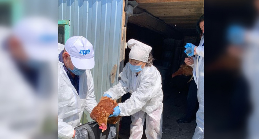 Вокруг очага птичьего гриппа в Марий Эл уничтожают домашних птиц