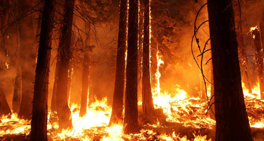 За пожароопасный сезон в Марий Эл восемь раз полыхали леса