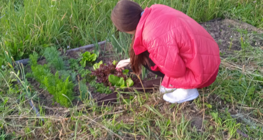 Вот с какими удобрениям на даче следует быть предельно осторожными: погубят все