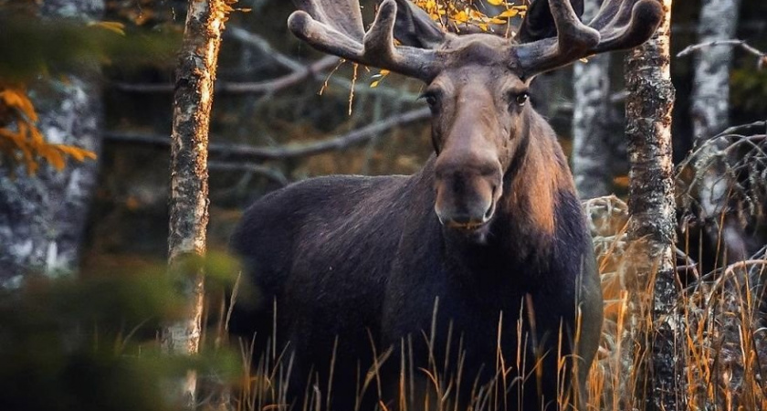 В Марий Эл 137 медведей и 516 лосей охотники планируют добыть за год