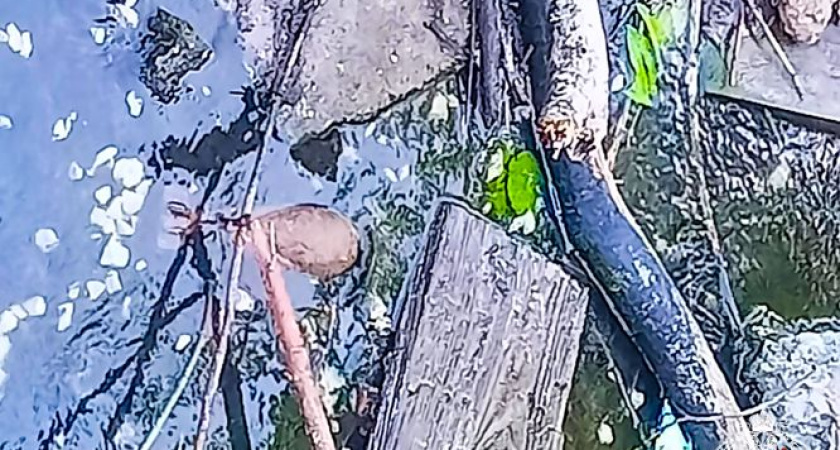 В Медведевском районе жители нашли в пруду минометную мину