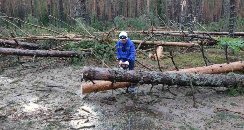 Спасатели в Марий Эл разгребли поваленные ветром деревья и помогли выбраться семье