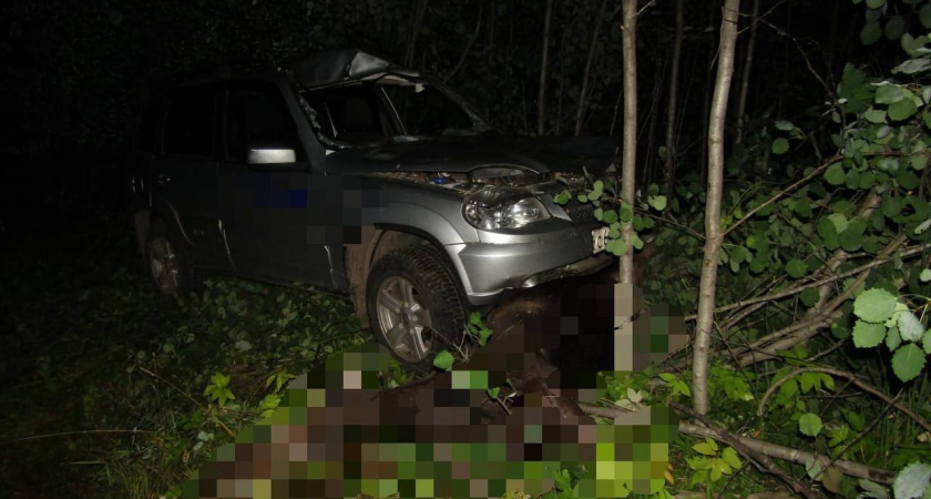 В Советском районе водитель Cevrolet наехал на лося: пострадали три человека