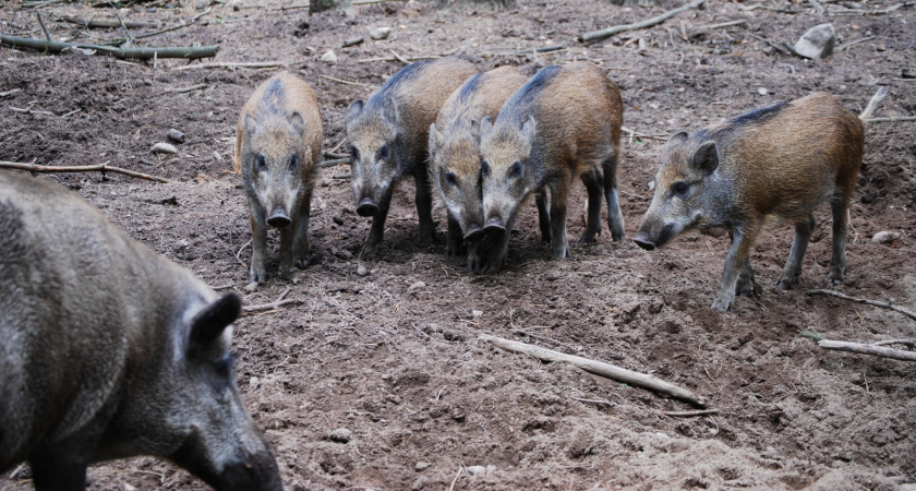 Зайцев подписал указ о введении карантина из-за африканской чумы свиней