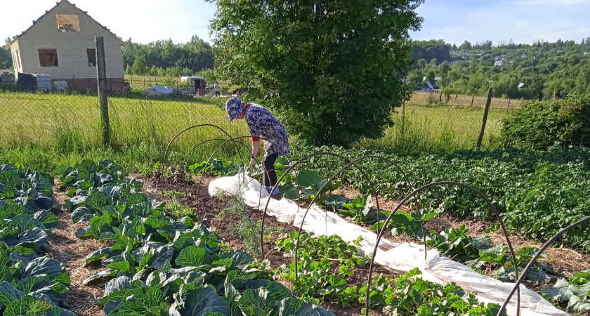 «Чудо какое-то»: посадите эти овощи в августе и они дадут дивный урожай