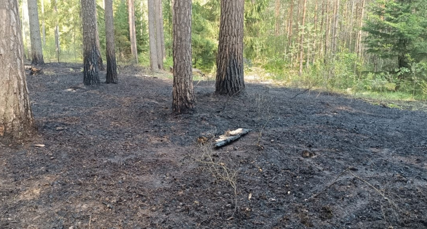 Жители Суслонгера лопатами тушили лесной пожар, пока ждали пожарных
