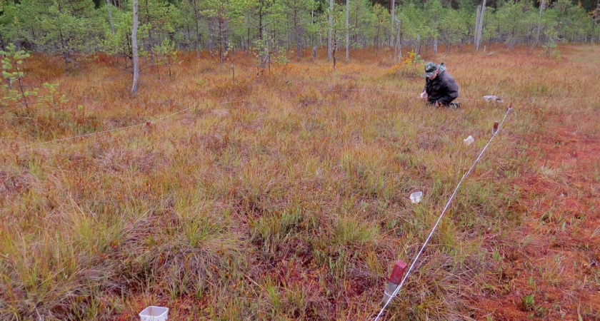 В Марий Эл фиксируют самую низкую урожайность клюквы за последние годы