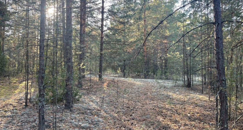 Жителям Марий Эл разрешили ходить в лес и жечь костры