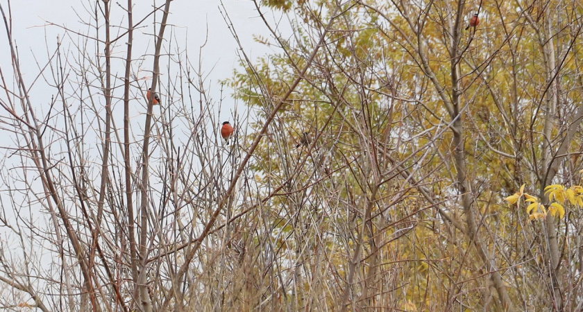  В субботу жителей Марий Эл ждет минусовая температура