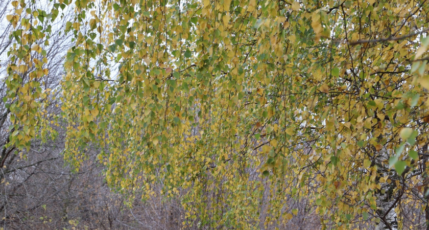 Понедельник приготовил очередные погодные "сюрпризы" для жителей Марий Эл