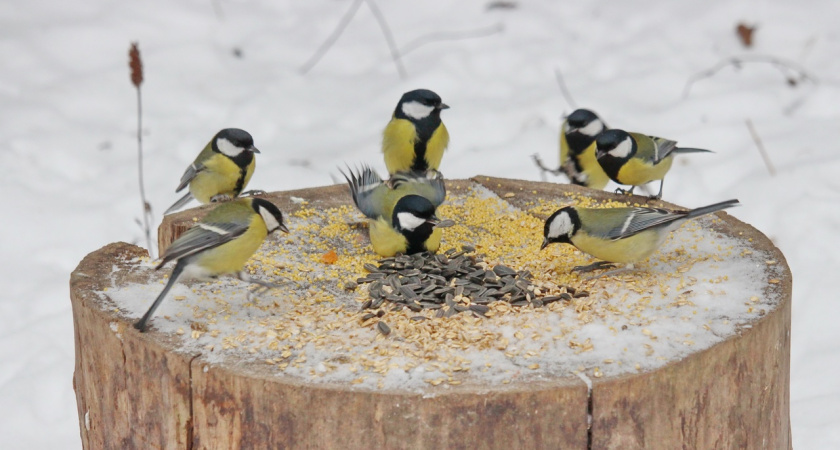 Заносы и гололедица: какие погодные "сюрпризы" уготованы для жителей Марий Эл в первый день зимы