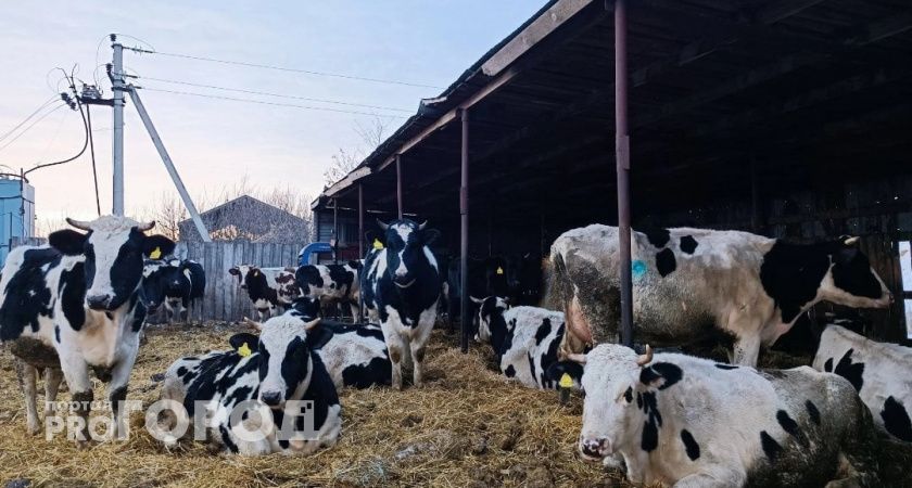 Карантин установили в Моркинском районе после выявления у коров опасного заболевания