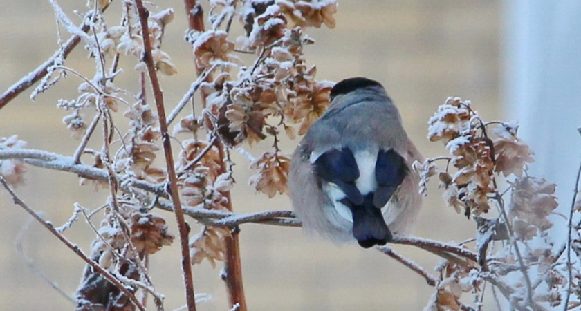 В среду жителей Марий Эл ждет погодный "фейерверк": о чем предупреждает МЧС