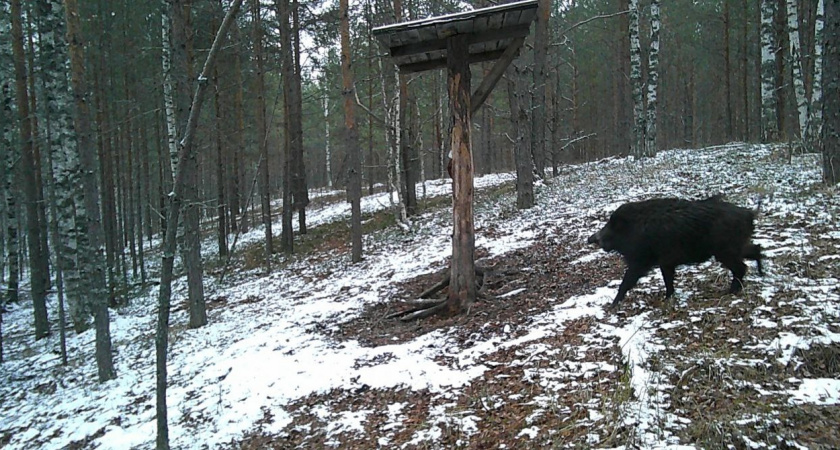 Зайцев издал указ об отмене карантина по АЧС в одном из районов Марий Эл