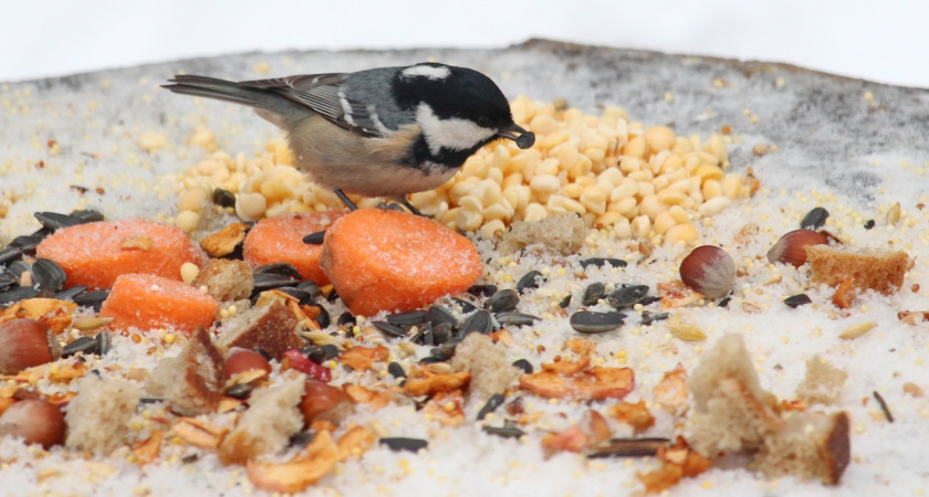 Плюсовая температура и дождь придут в Марий Эл в выходные