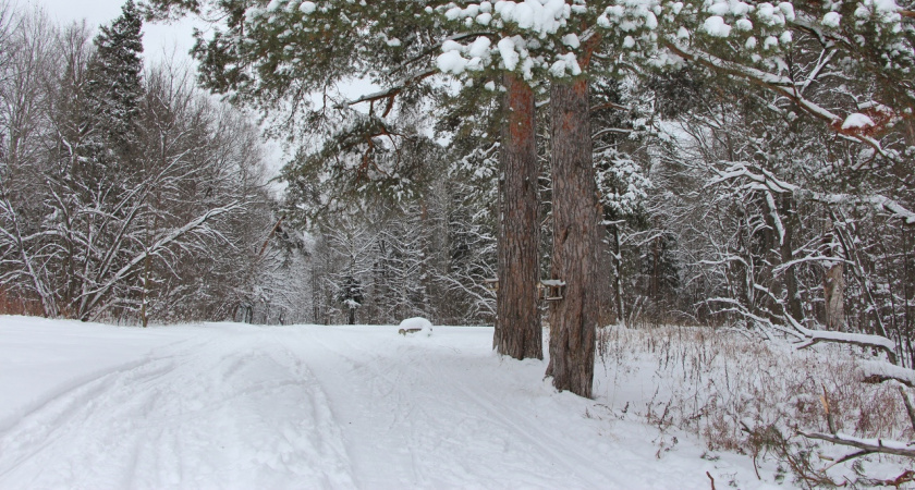 Суббота в Марий Эл выдастся туманной