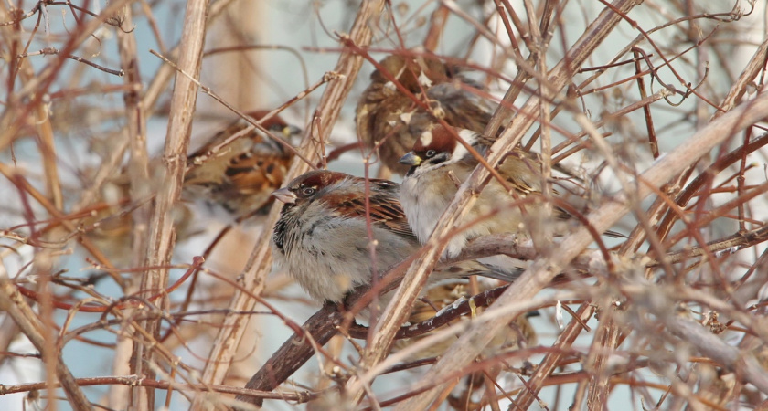 Синоптики рассказали, какая погода ждет жителей Марий Эл в последний день первой новогодней недели