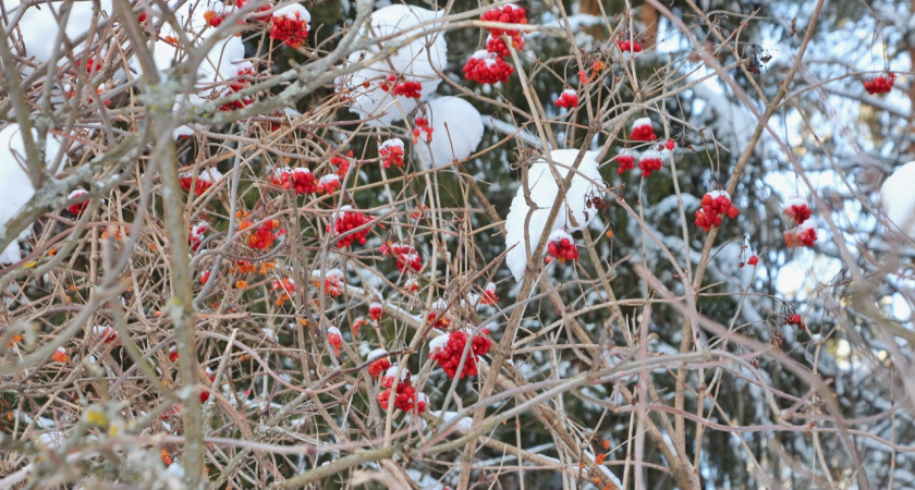В четверг в Марий Эл похолодает до -17 градусов