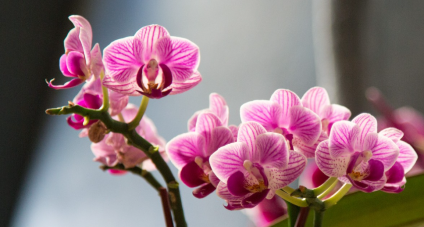 Эти растения приносят несчастье: 5 цветов, которые нельзя держать дома