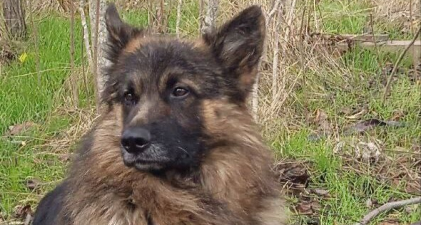 Пес марийского бойца спас товарищей в зоне СВО, бросившись на вражеский дрон