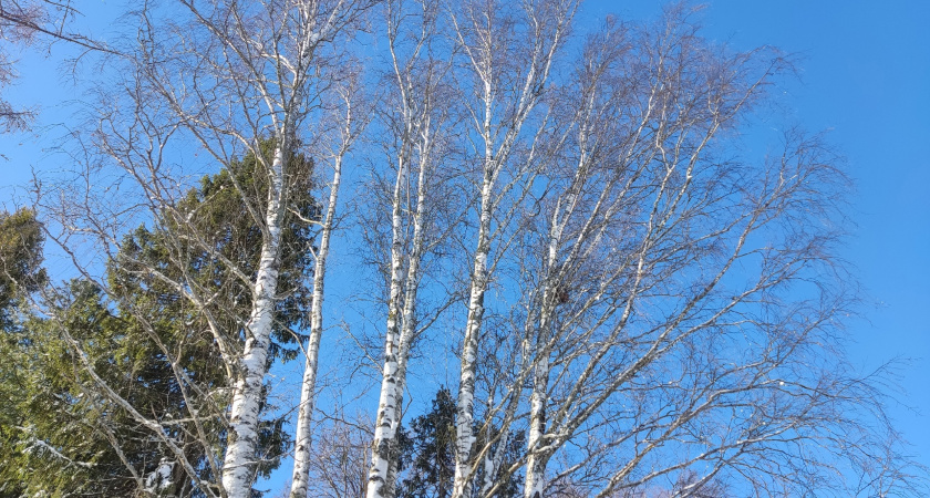 В Марий Эл с приходом весны начали расцветать березы