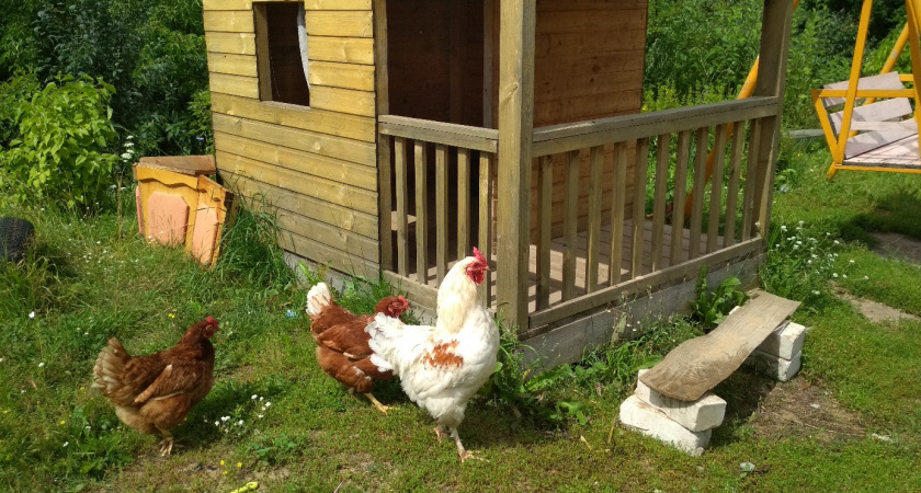 Неожиданно: эти излюбленные привычки дачников могут привести к штрафу, не отвертитесь