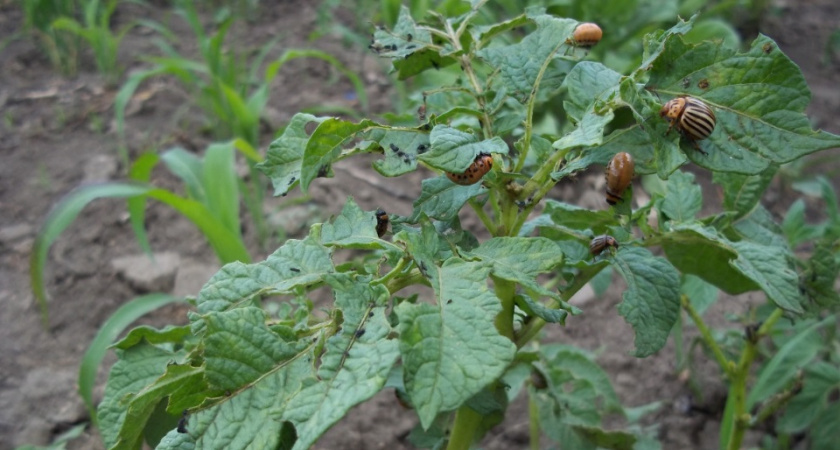 Колорадский жук навсегда исчезнет с участка: вот что нужно посадить рядом с картофелем