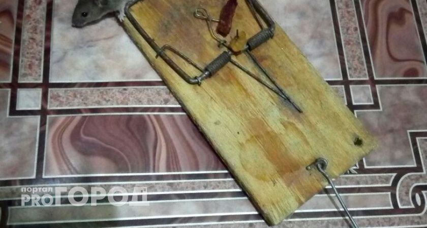 От мышиной лихорадки в Марий Эл пострадало три человека