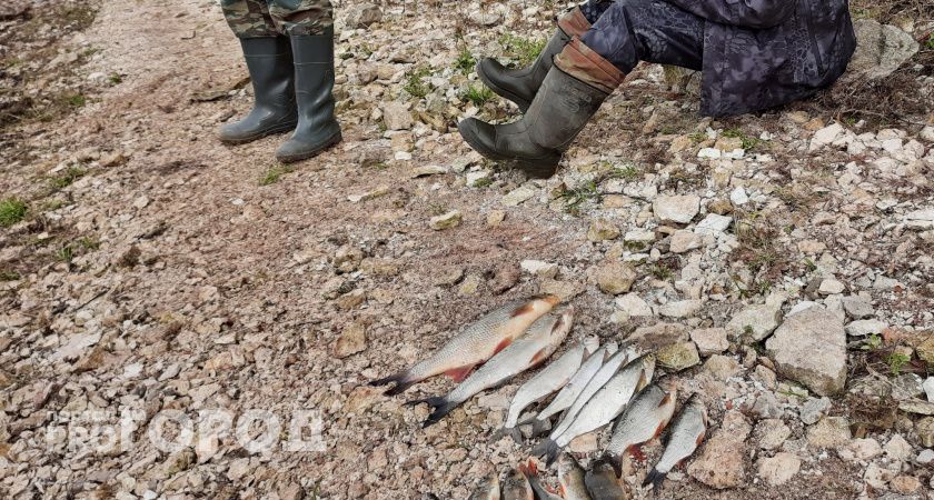 Марийского рыбака накажут за 15 пойманных рыбин