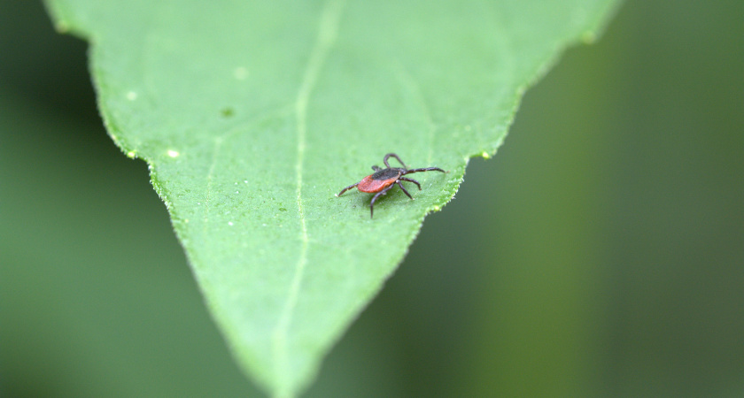 Клещевая “эрекция”: людей с этой группой крови кусают чаще всего